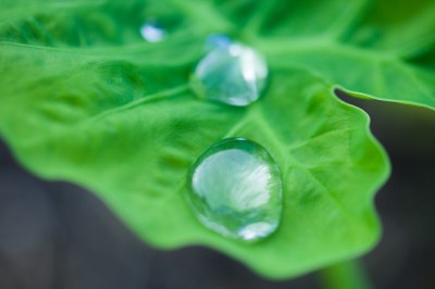 Butterfiles and Japanese cotton pearl earrings_MiyabiGrace2
