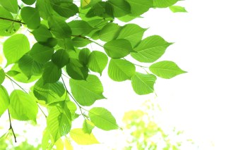 Erinate Swarovski crystal and Golden cotton pearl earrings_MiyabiGrace (3)