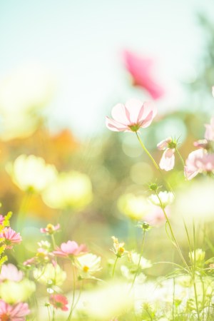 Rose crystal invisible clip on earrings_MiyabiGrace (1)