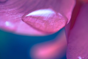 Rose crystal invisible clip on earrings_MiyabiGrace (2)